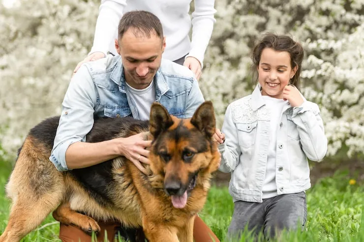 Dog Transport Services From the USA to Belgium