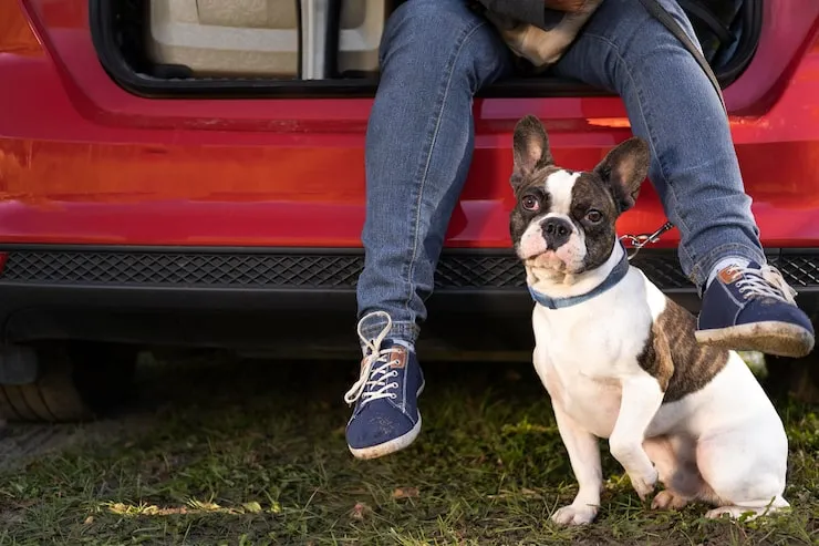 Exotic Pet Relocation Services From the USA to Belgium