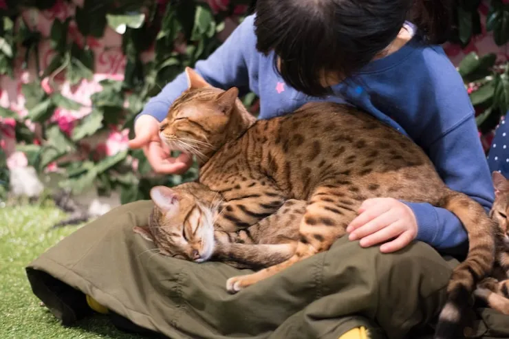 On-Ground Pet Handling in the USA