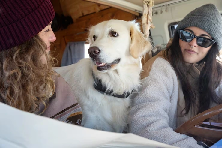 Professional-diplomatic-pet-relocation-services-sweden