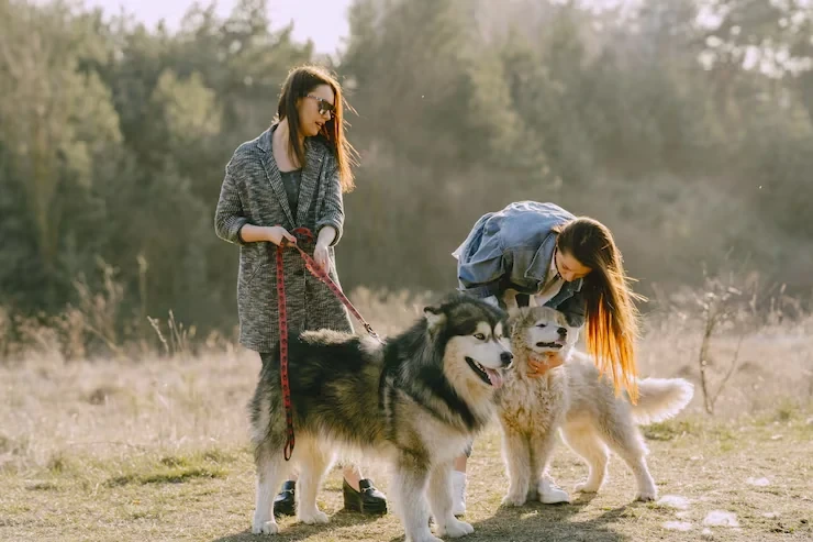 op rated pet boarding and pre-flight care ensuring reliable support