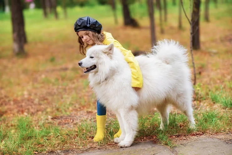 Trusted pet documentation management services assistance