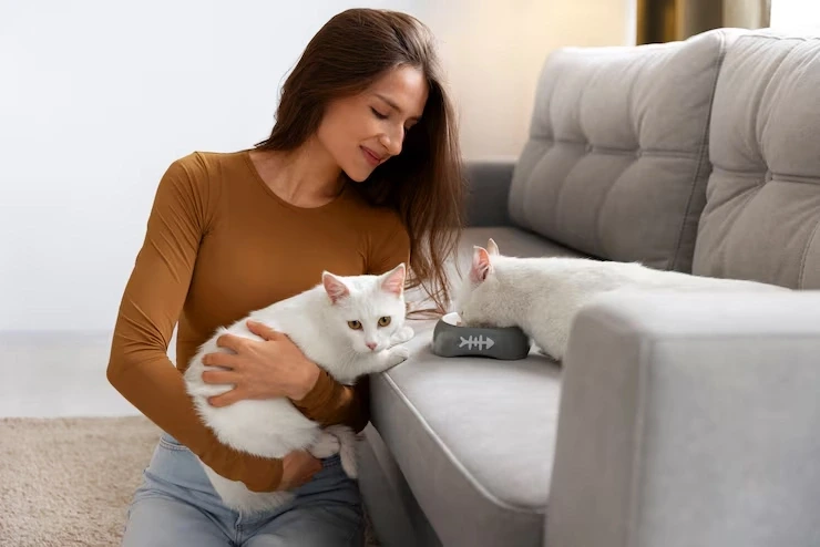 Expert usa to ireland cat transport for safe dependable travel