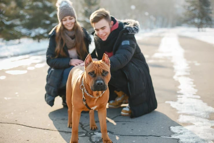 Expert choice for dog transport services from the usa to france