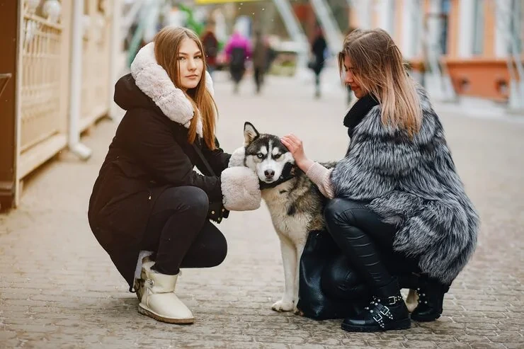 Expert customs and immigration assistance support for usa to france dog transport