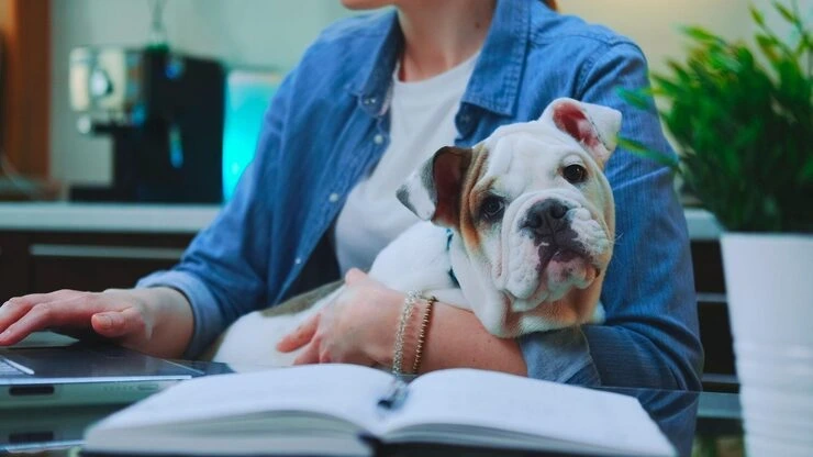 Expert customs and import documentation handling process