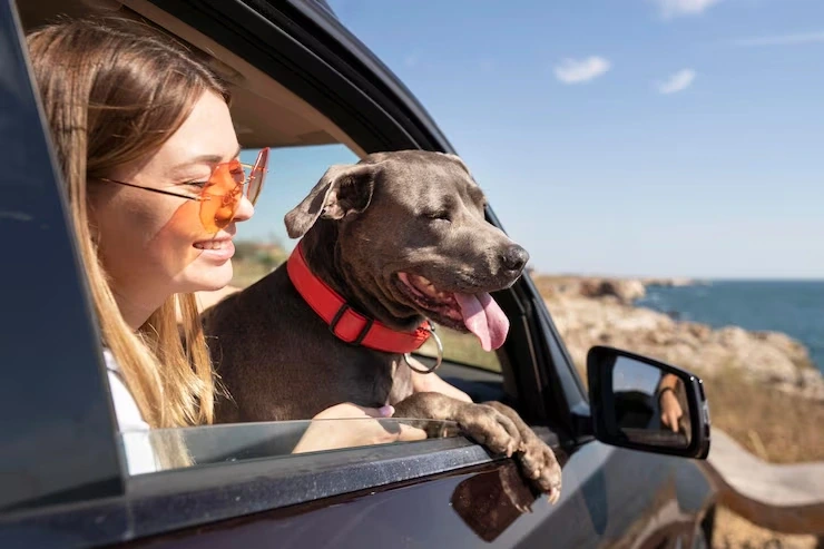 Expert dog transport services from the usa to france