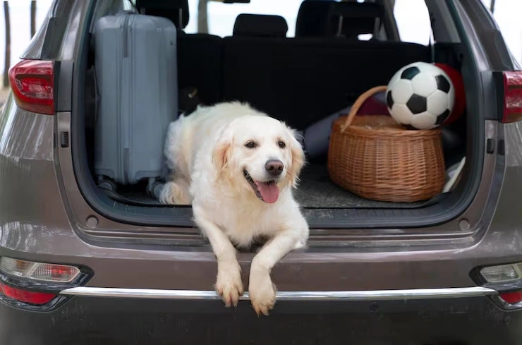 Trusted flight booking and coordination solutions for dog transport