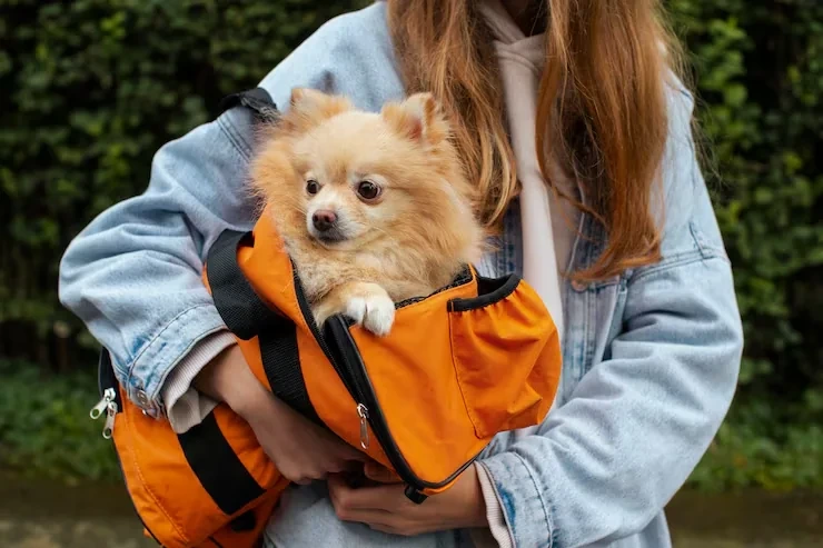 Trusted and safe usa to france dog transport services