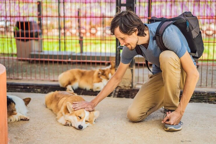 Diplomatic Pet Relocation