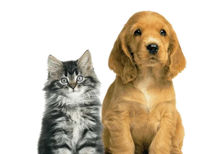 Trusted Pet Transport From USA To Europe