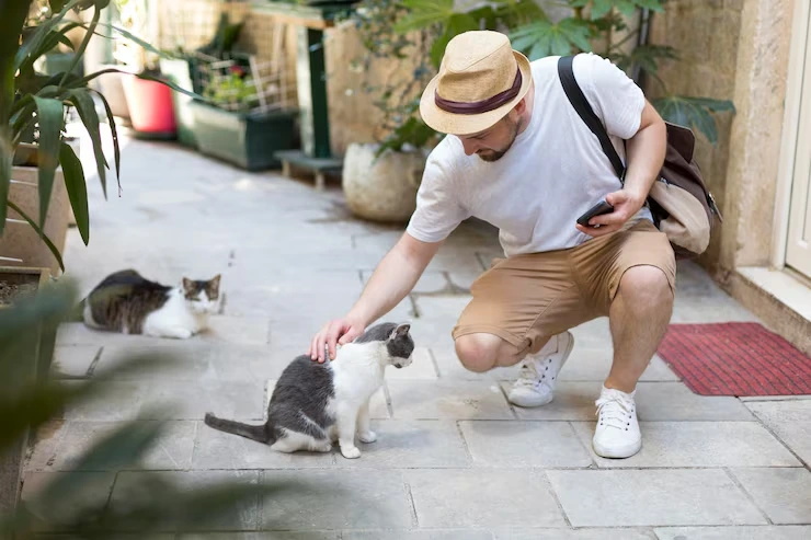 Cat Relocation Services From the USA to Bulgaria