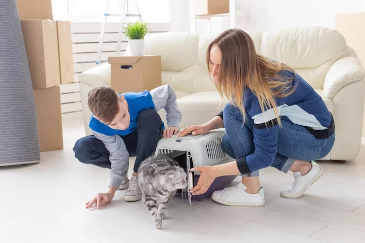 Cat Relocation Services From the USA to Kosovo