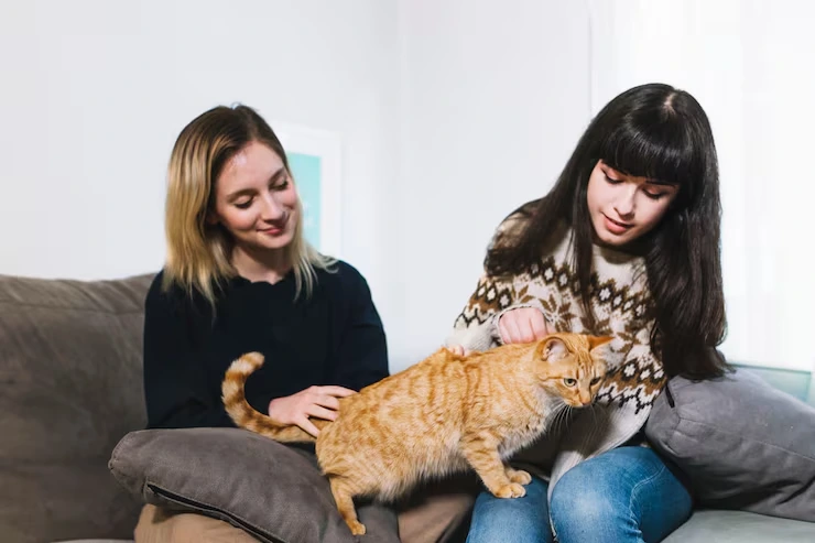 Cat Relocation Services From the USA to Kosovo