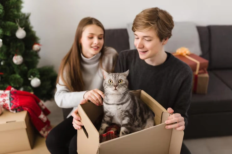 Cat Relocation Services From the USA to Latvia