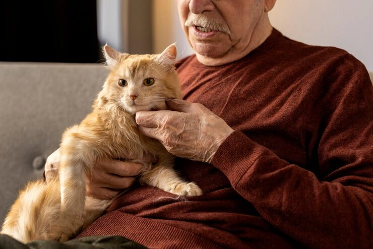 Cat Relocation Services From the USA to Slovakia