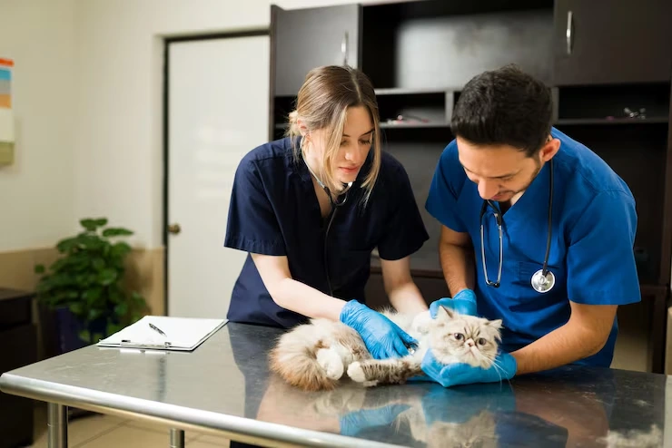 Czech Republic Customs Clearance and Veterinary Inspection Coordination