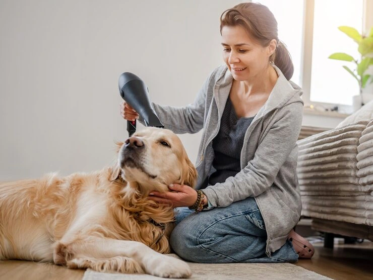 Diplomatic Pet Relocation Services From the USA to Hungary