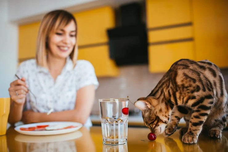 Execution That Protects Your Time, Capital, and Pet
