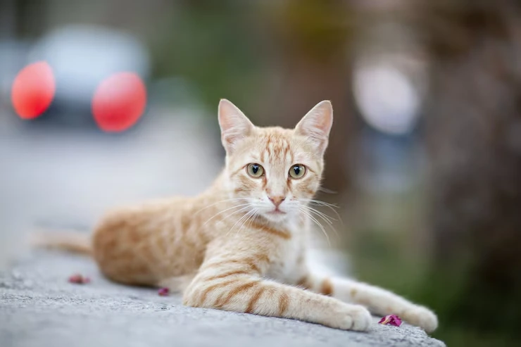 Exotic Pet Relocation Services From the USA to Romania