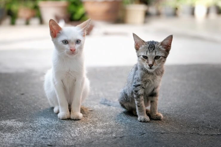 Exotic Pet Relocation Services From the USA to Slovakia