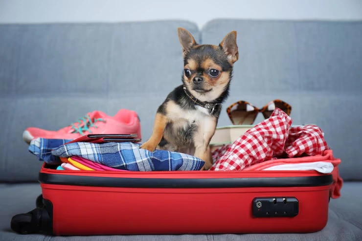 Exotic Pet Relocation Services From the USA to Slovakia