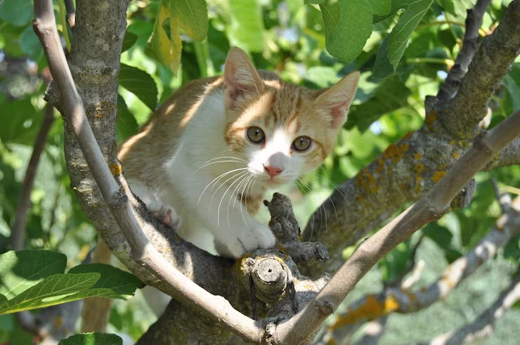 Exotic Pet Relocation Services From the USA to Ukraine