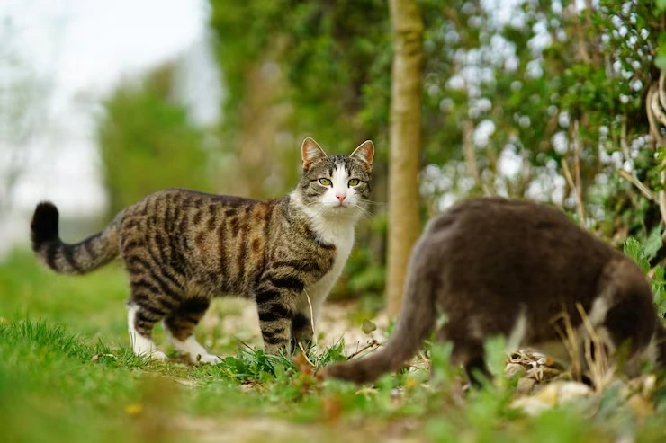 Exotic Pet Relocation Services from the USA to San Marino