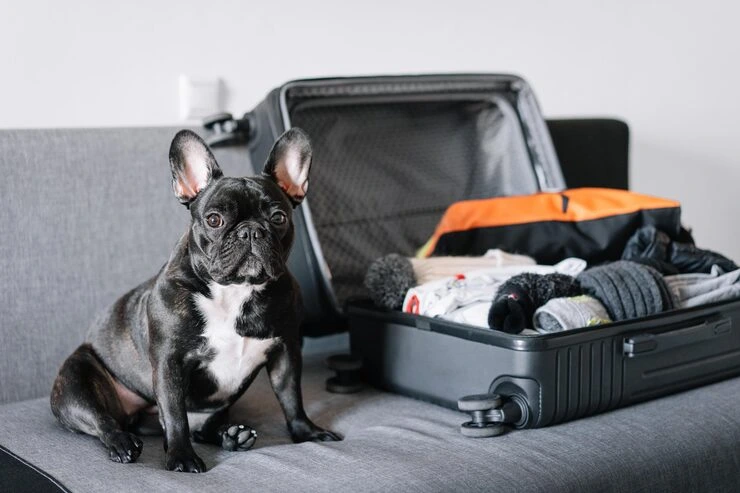 Exotic Pet Relocation Services from the USA to San Marino