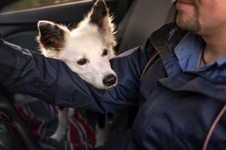 In-Cabin Pet Handling and Flight Care Protocols