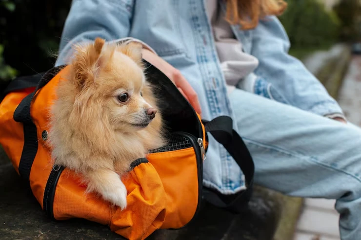 In-Cabin Pet Travel Experience