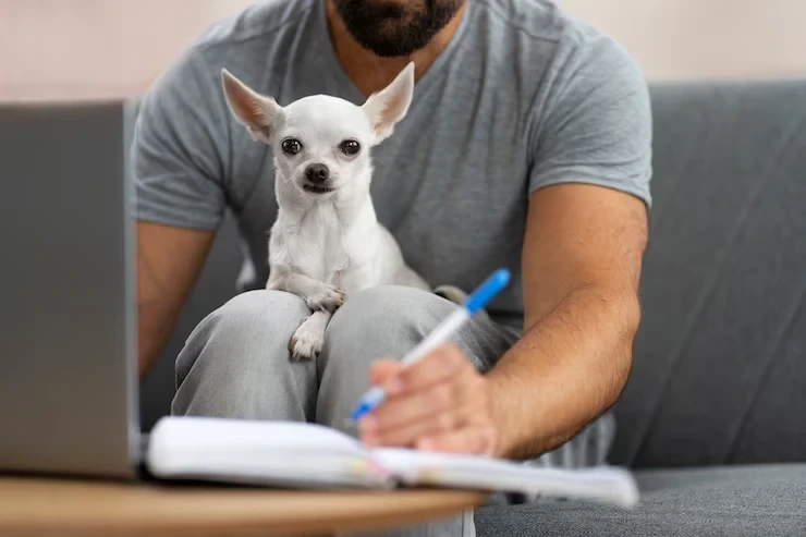 International pet relocation timelines typically range