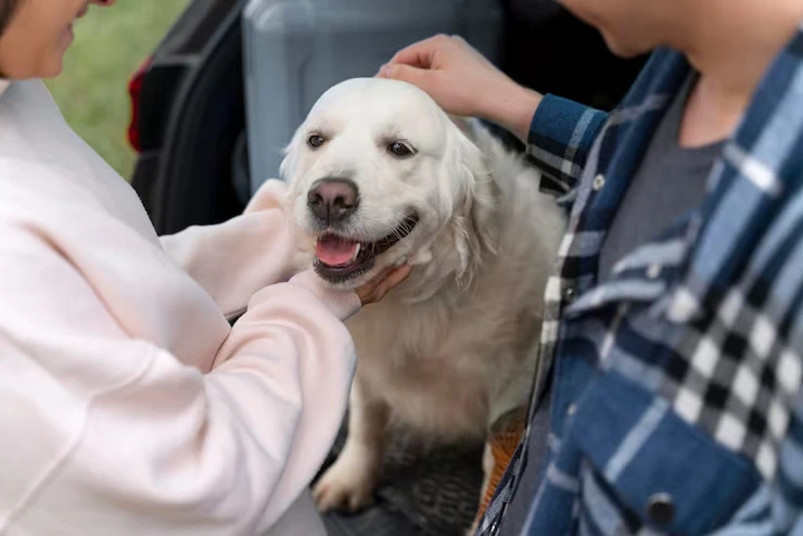 Pet Transport Services From the USA to Ukrainess
