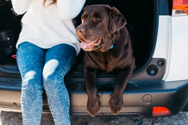 Private Jet Pet Transport Services From the USA Latvia