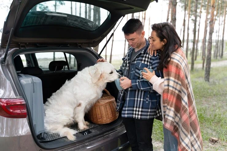 Private Jet Pet Transport Services From the USA to Iceland