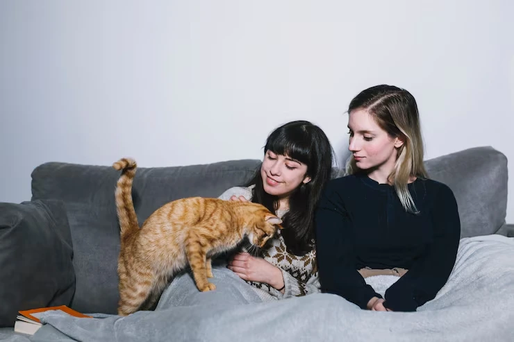 Cat Relocation Services From the USA to Iceland