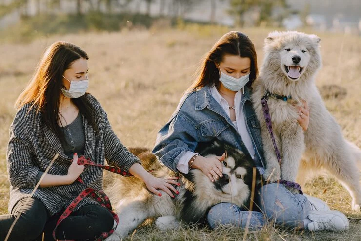 Veterinary Certification and EU Compliance Execution