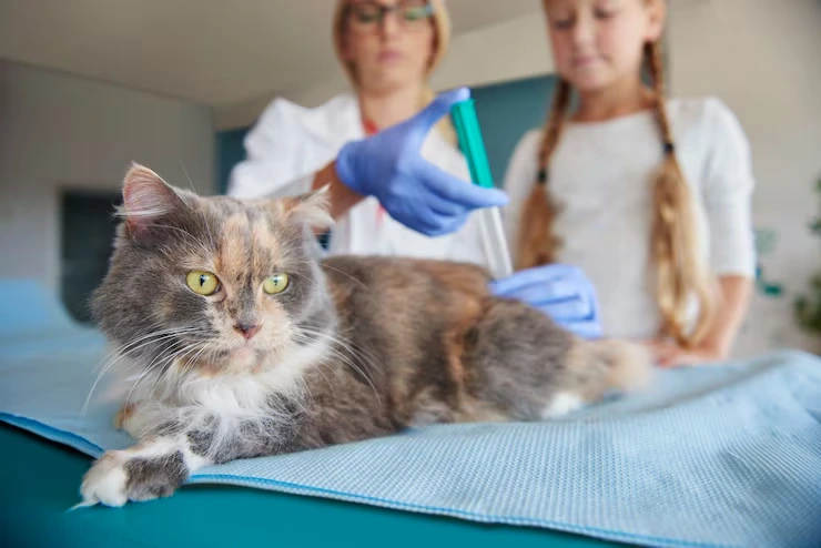 Veterinary Protocol Management and Documentation Accuracy