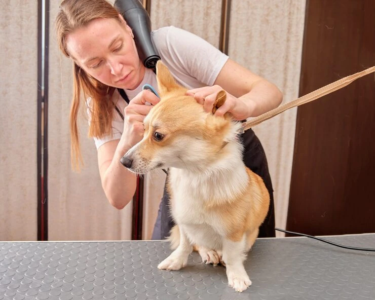 Veterinary Protocol Management and Pre-Travel Health Planning