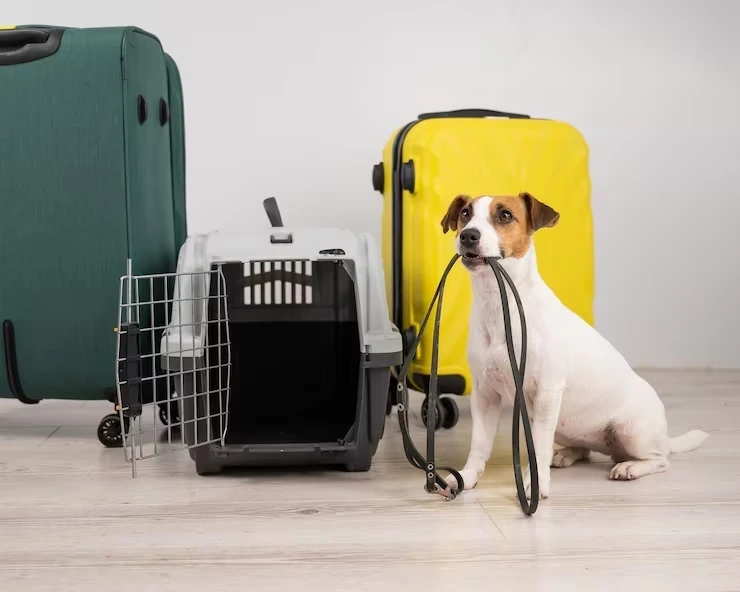 Door to Door Pet Relocation Services