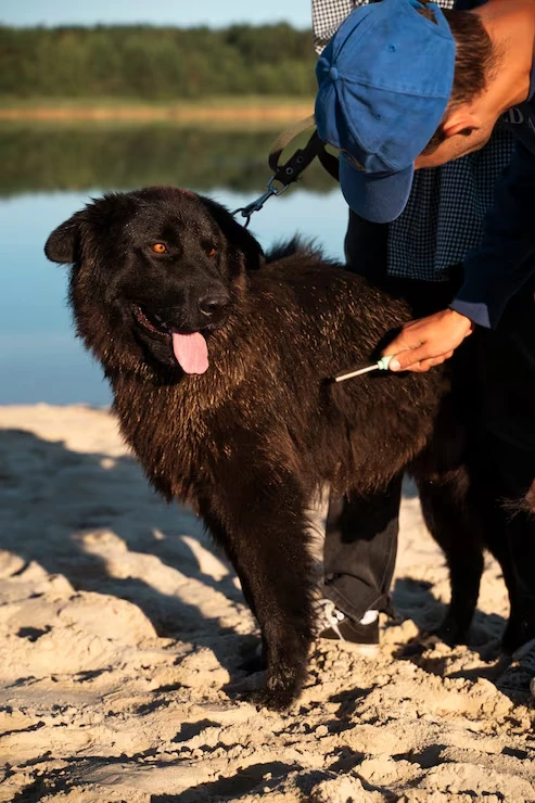 In Transit Monitoring and Journey Oversightfor dogs