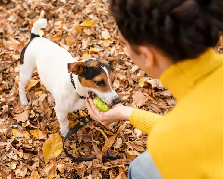 Our Services for dog from usa to finland