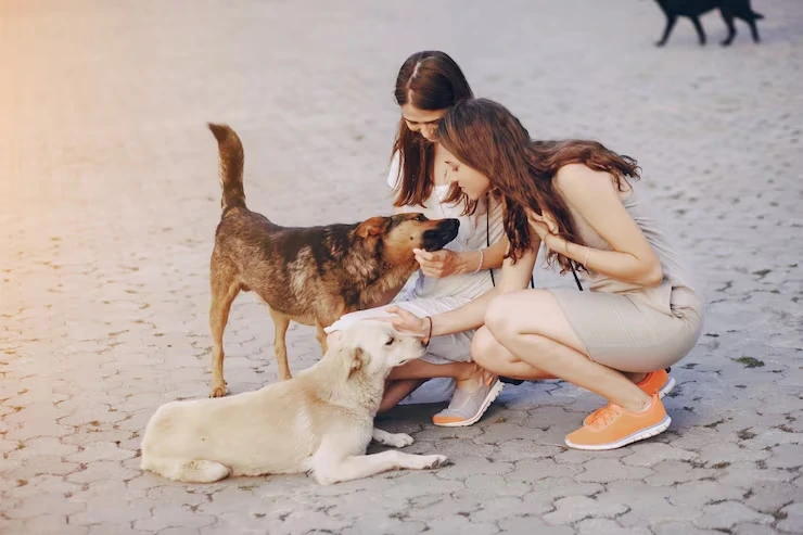 Our USA to Spain pet transport service