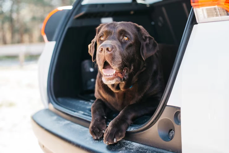 Pedigree Dog Transport Services