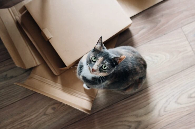 Priority USA to Italy Pet Transport