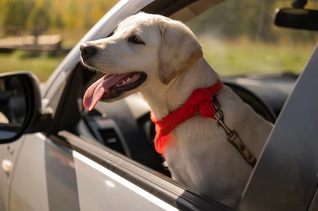 USA to Cyprus Dog Transport Services