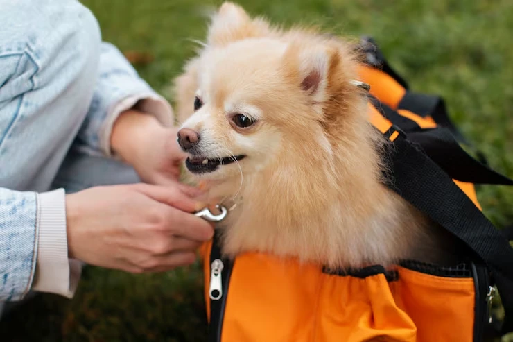 USA to Finland Dog Transport Servicesr