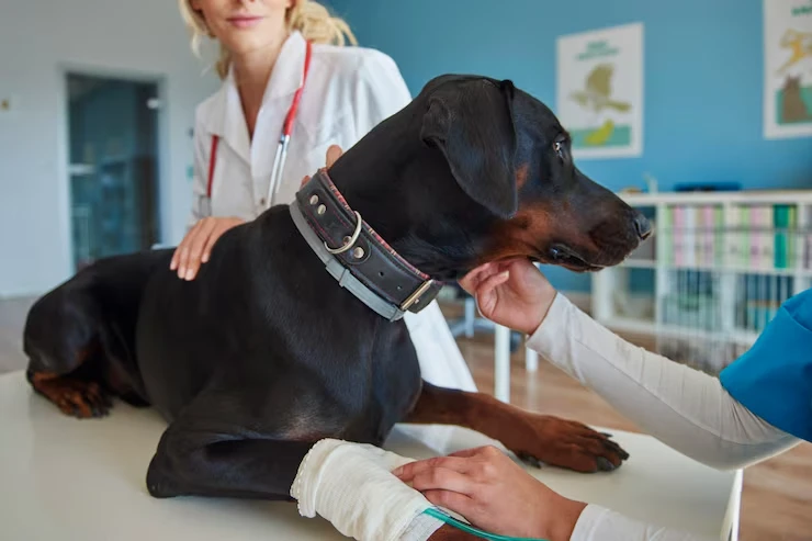 Veterinary Preparation and EU Compliance