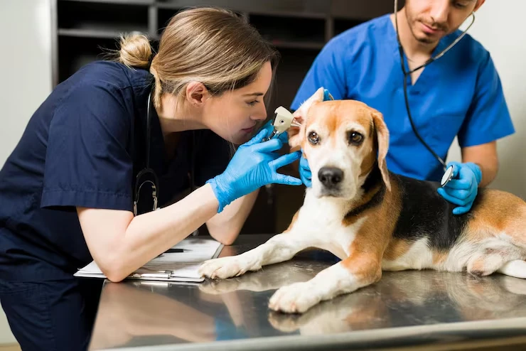 Veterinary Preparation and EU Compliancer