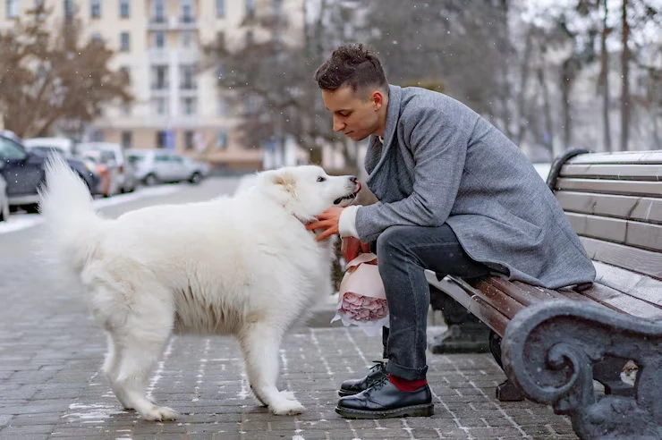 dog Final Delivery Across Cyprus courier